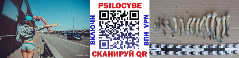 Псилоцибиновые грибы Psilocybe  Апшеронск 